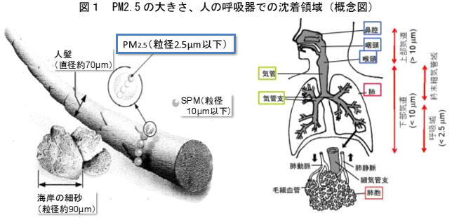 PM2.5の大きさを比較した図